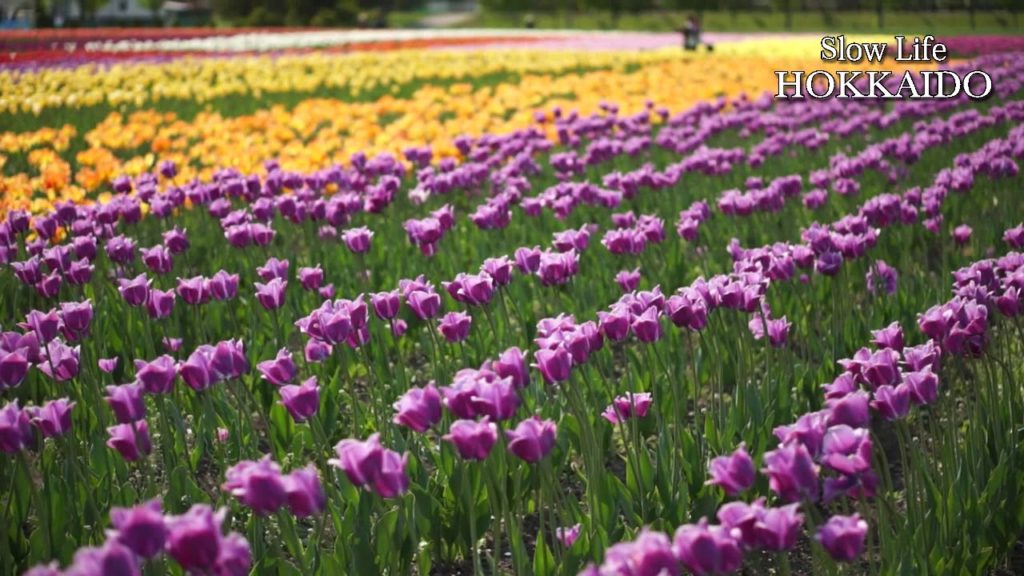 Kamiyubetsu Tulip Park