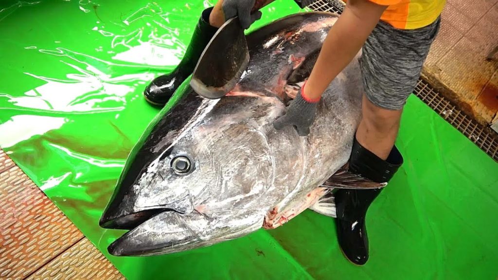 250 kg Giant Bluefin Tuna Cutting for Sashimi Taiwanese street food