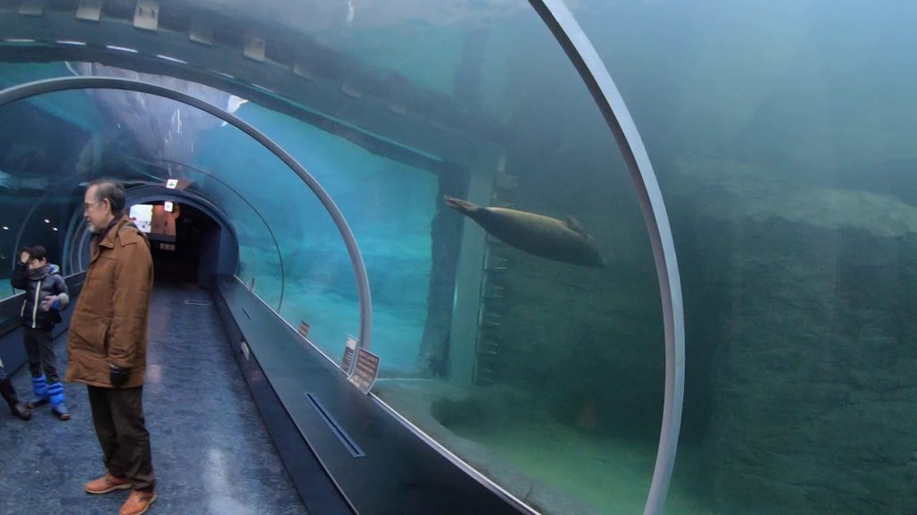 Visit of the seal tunnel in Sapporo Maruyama zoo, in Hokkaido Japan