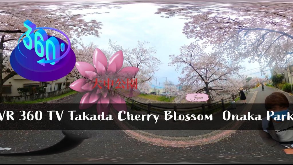 Takada Cherry Blossom  Onaka Park 大中公園 4K