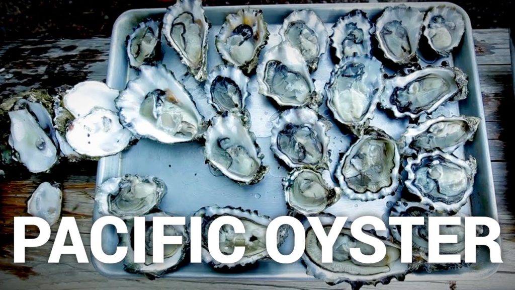 Pacific Oyster - Seafood at the Source, Episode 3