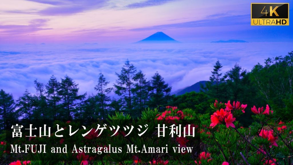 [4K]【日本の絶景】雲海の富士山とレンゲツツジ Superb view of japan, Sea of clouds, Mt.FUJI,Astragalus View from Mt. Amari