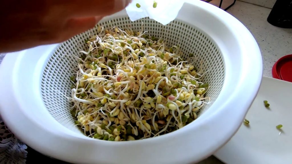 Home Grown Bean Sprouts | Chicken Porridge