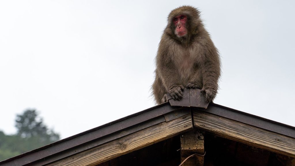 Arashiyama Monkey Park