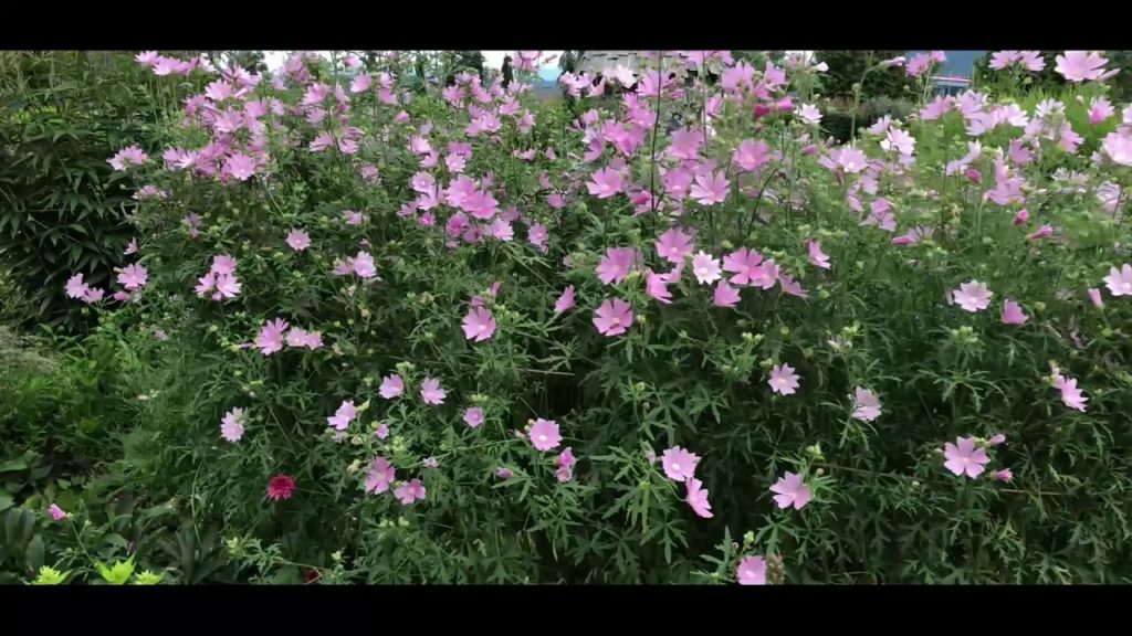 Japan vacation Ueno farm