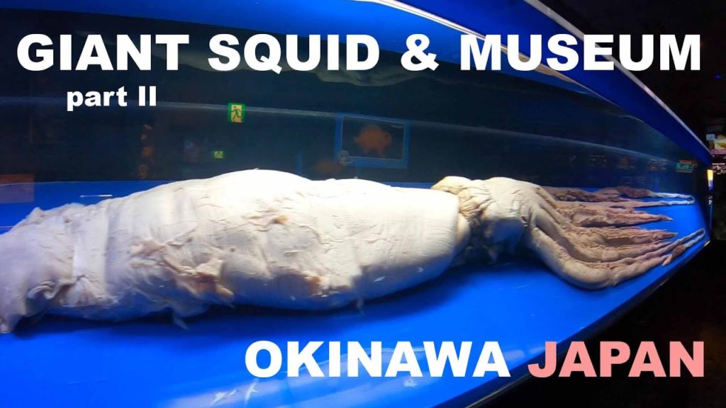 Japanese Giant Squid & Shark - Okinawa Churaumi Aquarium | Sea Life Aquarium