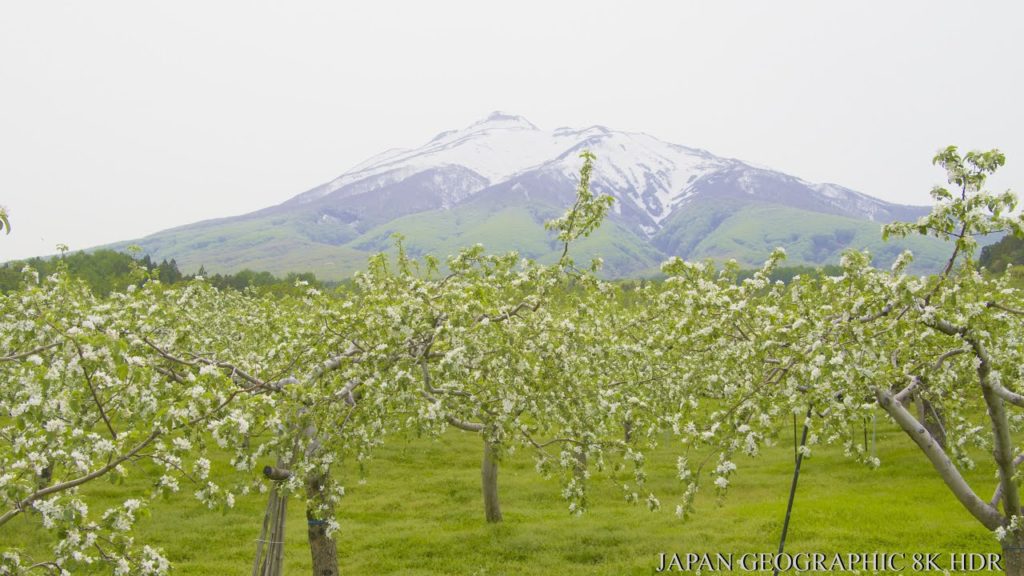 JG☆☆8K HDR Aomori,Mt. Iwakisan Apple Fields in Spring 青森 岩木山リンゴ畑の春