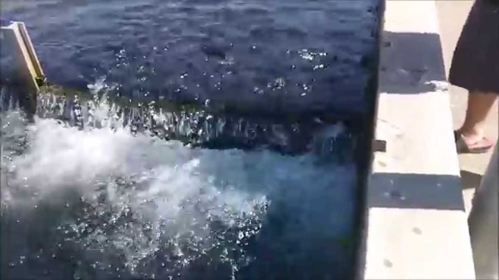 Hmong visits the San Joaquin Fish Hatchery in Friant, CA