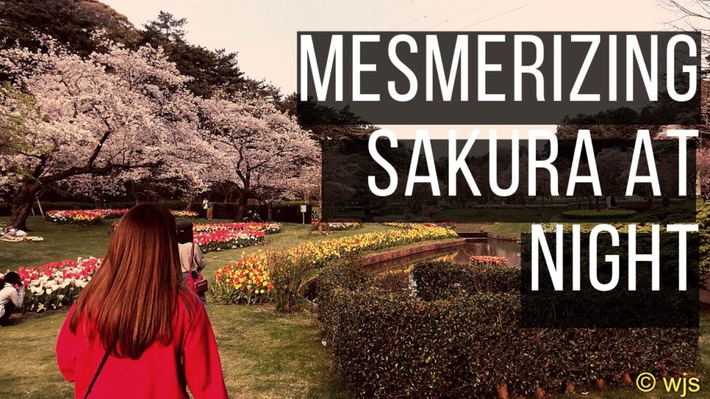 Beautiful Sakura at Night. Mesmerizing!