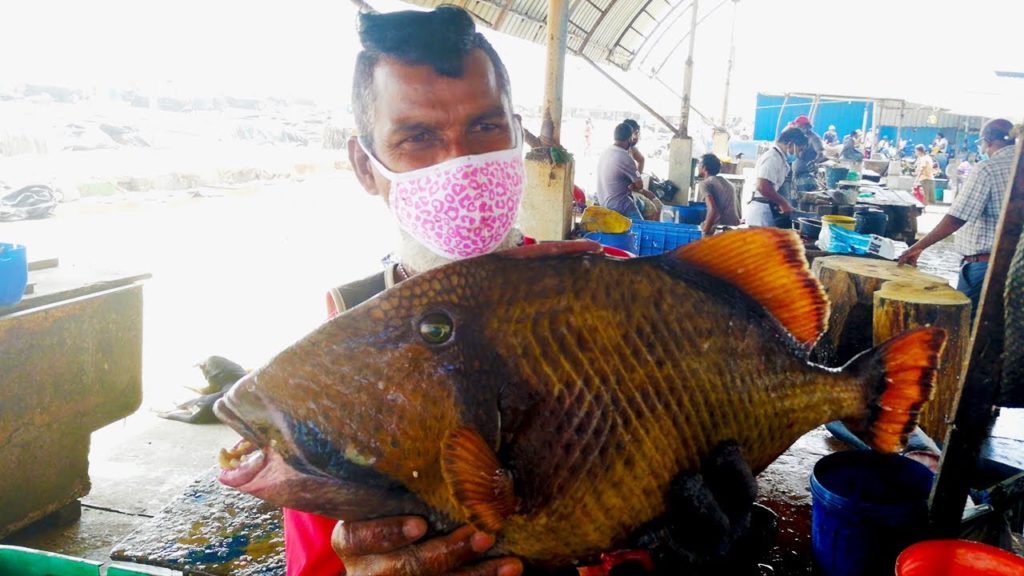 HOW TO SKIN A TITAN TRIGGER FISH