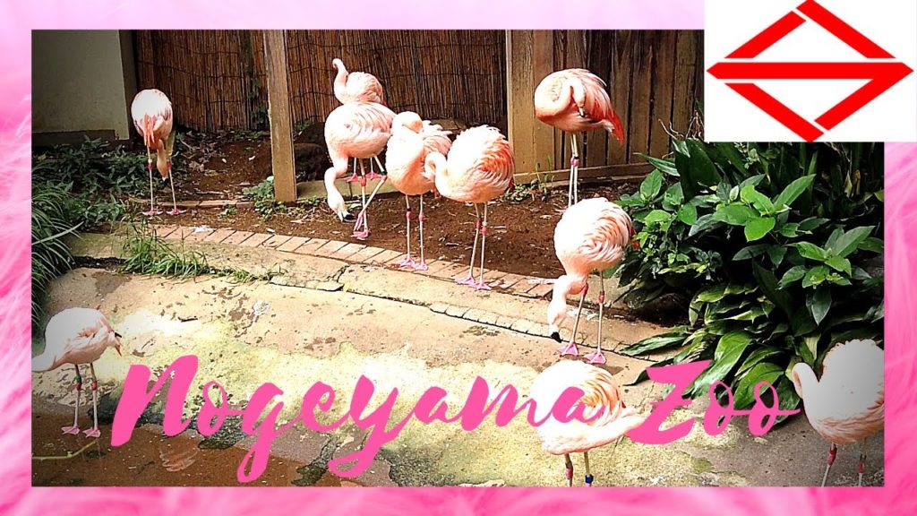 Nogeyama Zoo #YokohamaTravelVlog in Japan 2020 🇯🇵 Nogeyama Zoo #YokohamaTravelVlog in Japan 2020 🇯🇵