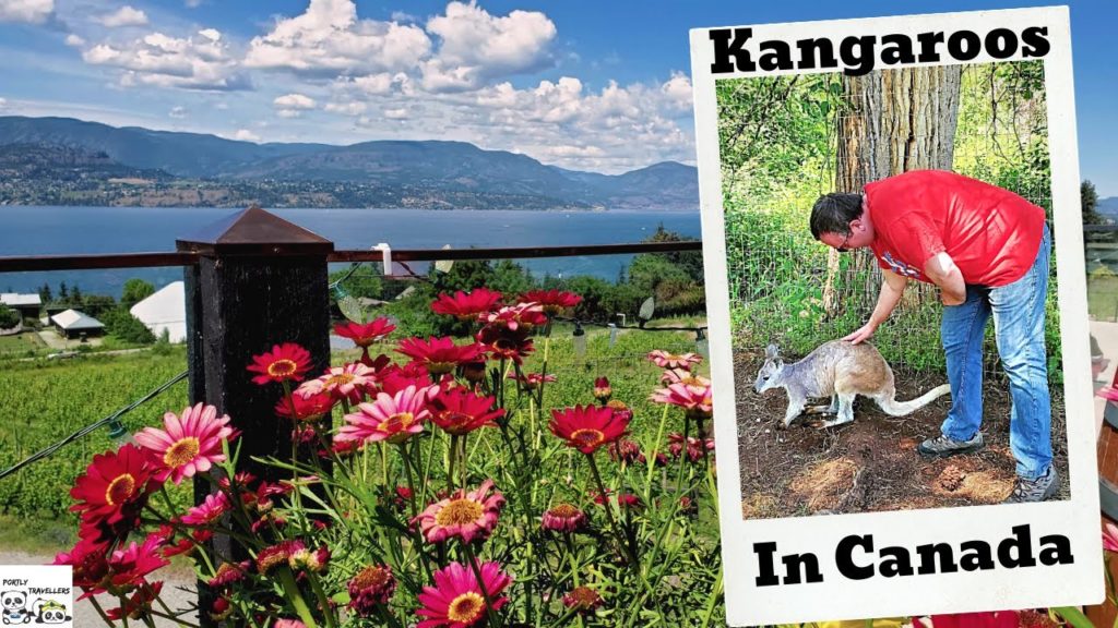 Kelowna, BC| Wine, Beaches and Kangaroos Kelowna, BC| Wine, Beaches and Kangaroos