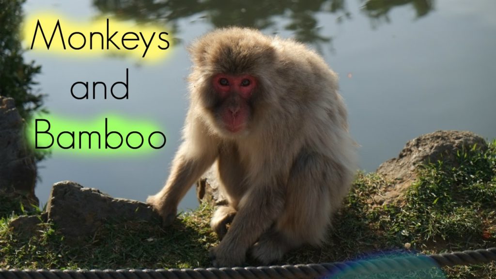 Monkeys & Bamboo: A Visit to Kyoto, Japan