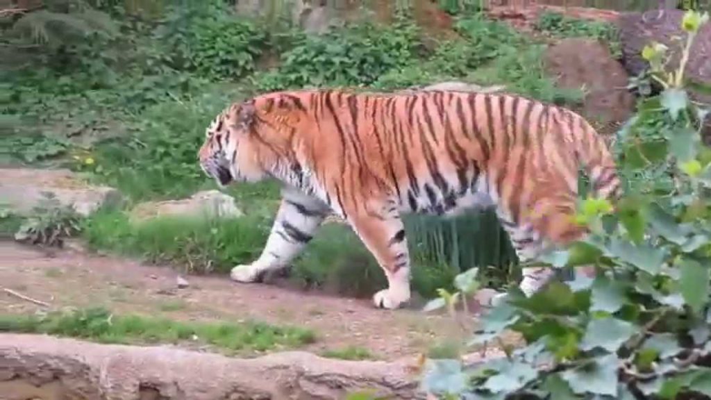 Royal bengal Tiger in Leipzig zoo