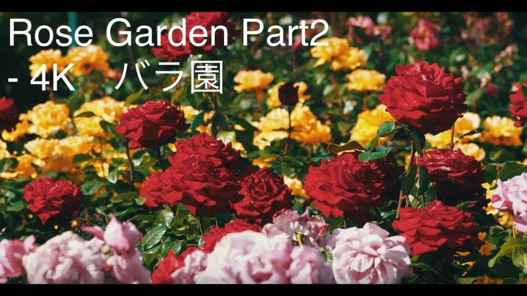 Rose Garden Part2 - 4K　バラ園