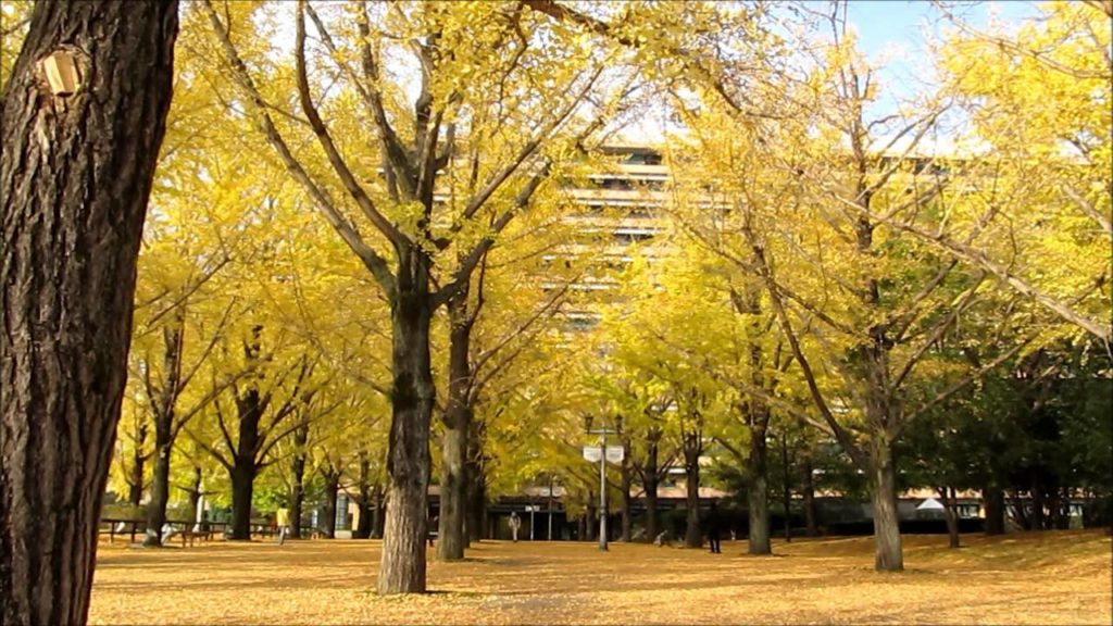 熊本県庁前　昼の銀杏並木　Ginkgo tree in Kumamoto 2011