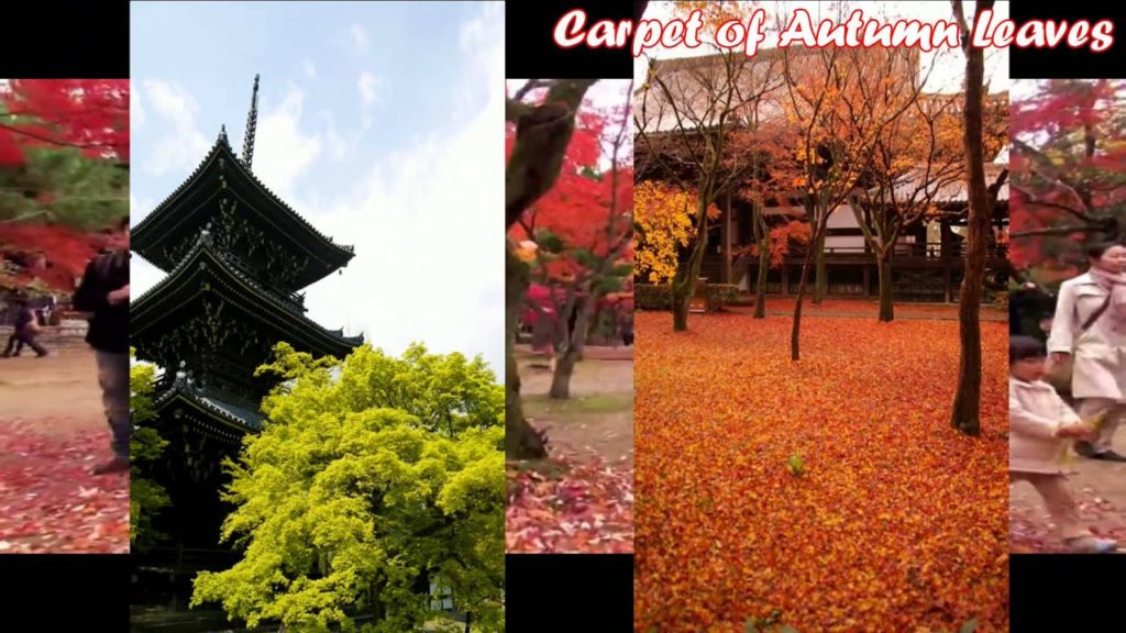 Japan Trip: Shinnyodo temple excellent garden carpeted red in autumn, Kyoto