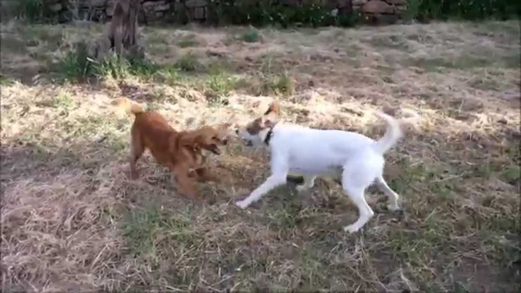 Love Dance in Karfas Chios