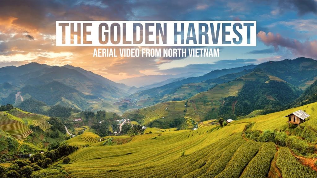The Golden Harvest - 4K Aerial Video from North Vietnam