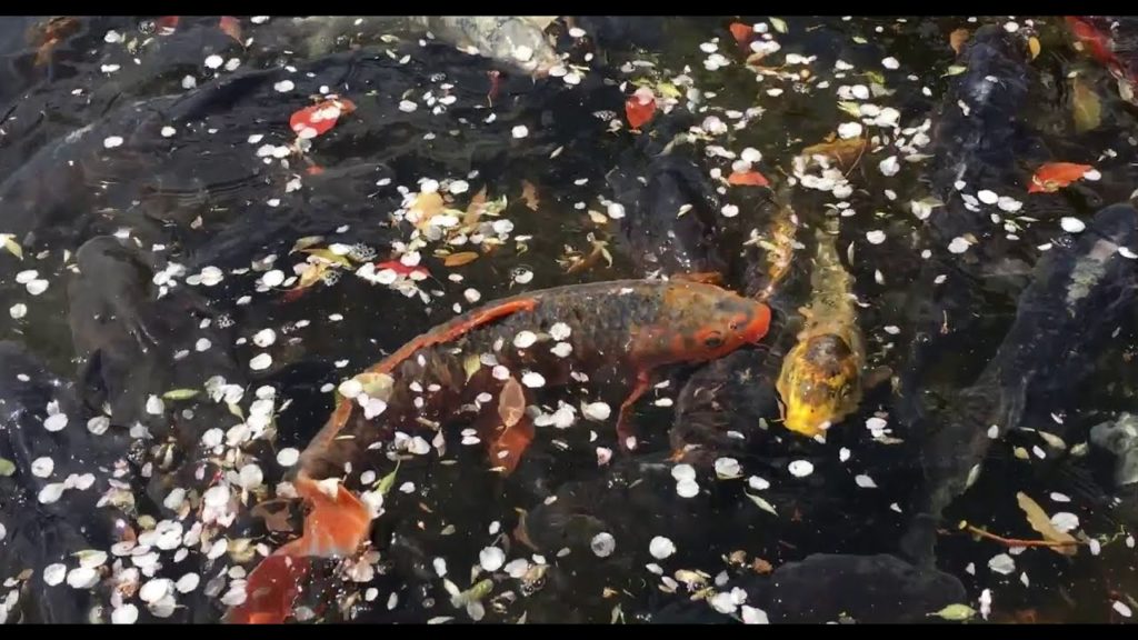 My Life in Japan starring The Koi of Nagoya