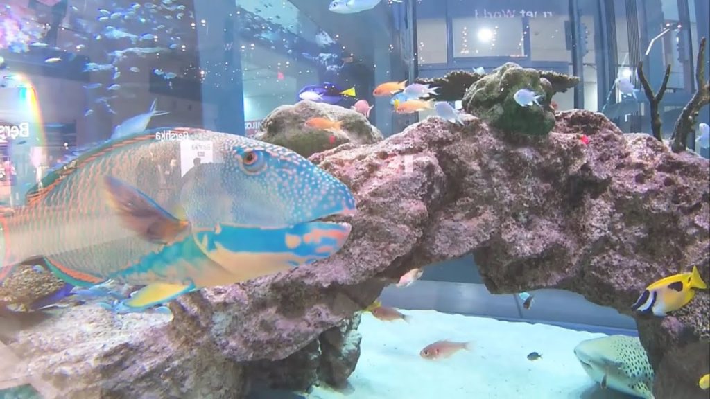 Aquarium in the middle of a mall in Japan!!!! Okinawa tourist spots: Rycom Mall (Aquarium)