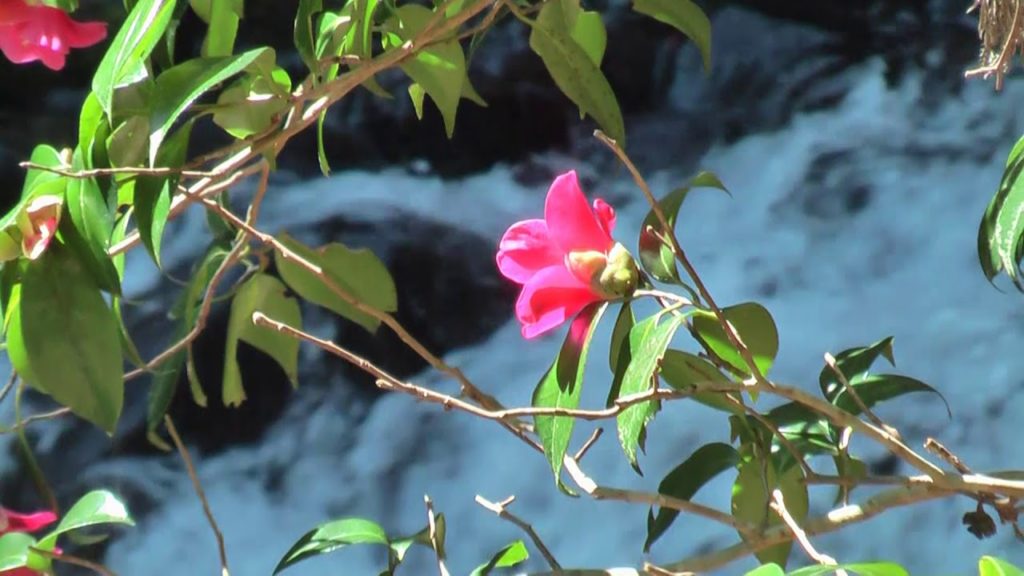 Izu Peninsula - Namesawa Keikoku Gorge - Tarosugi Cedar - Jôren-no-taki