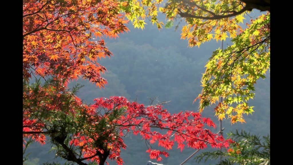 VISIT JAPAN IN AUTUMN. (Nikko, Tateyama, Shirakawa, Kyoto, Osaka, Fuji 5 Lakes, Hakone and Tokyo)