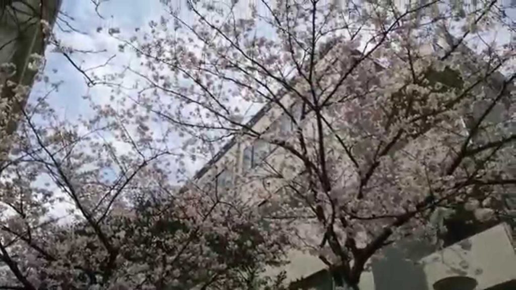 Japanese SAKURA - Cherry Blossoms -(30 March 2015, Kagoshima University )