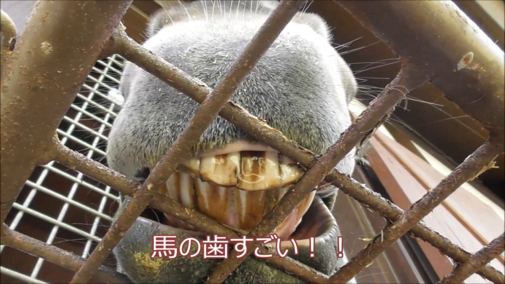 Hokkaido trip 2017①／北海道旅行記①