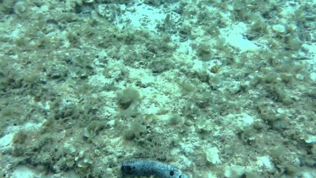 Lifeproof-Okinawa trip (snorkeling)