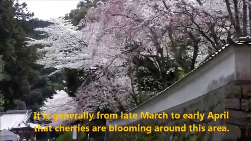 Onjoji aka Miidera temple in Shiga pref. Japan. - Buddhist temple in Cherry Blossoms -