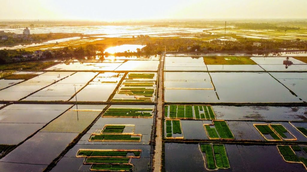 Rice Planting in Vietnam 🌾 Đông Sơn Village in Thái Bình 🇻🇳 Meigo Märk Vlog | DJI Mavic Mini Drone