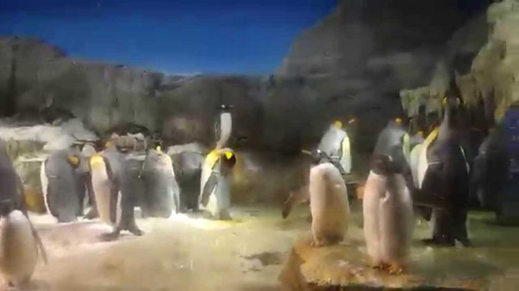 2015 Japan Trip - Osaka Aquarium Kaiyukan (Part 1)