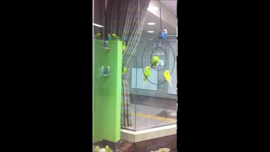 Birds In Sapporo Station
