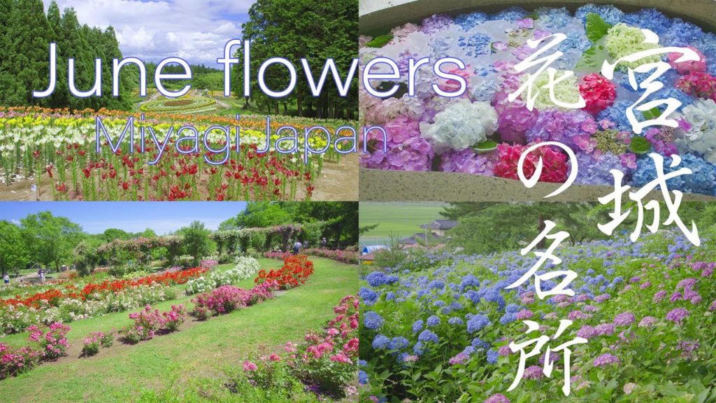 Beautiful Summer's Flower, Travel to Miyagi Japan 宮城の風景 6月の花の名所 紫陽花 薔薇 アヤメ 百合 | BMPCC6K to 5K Beautiful Summer's Flower, Travel to Miyagi Japan 宮城の風景 6月の花の名所 紫陽花 薔薇 アヤメ 百合 | BMPCC6K to 5K