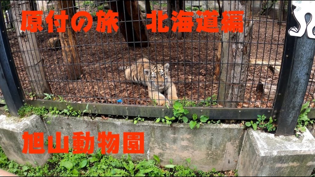 北海道　旭山動物園　（原付の旅　番外編）　　Asahiyama Zoo hokkaido