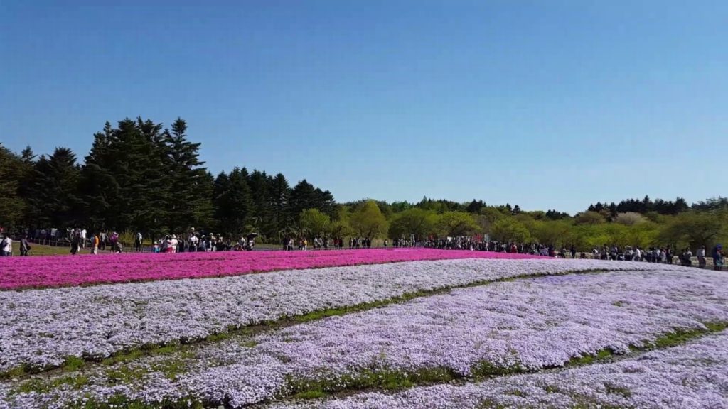 [MY TRIP] ASIA 2016. Wonderful Fuji Shibazakura Festival at Mount Fuji - Japan