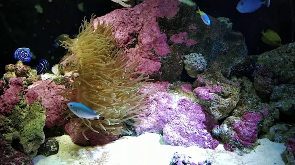 Glimpse of amazing Otaru Aquarium (小樽水族館), Otaru, Hokkaido, Japan 2019