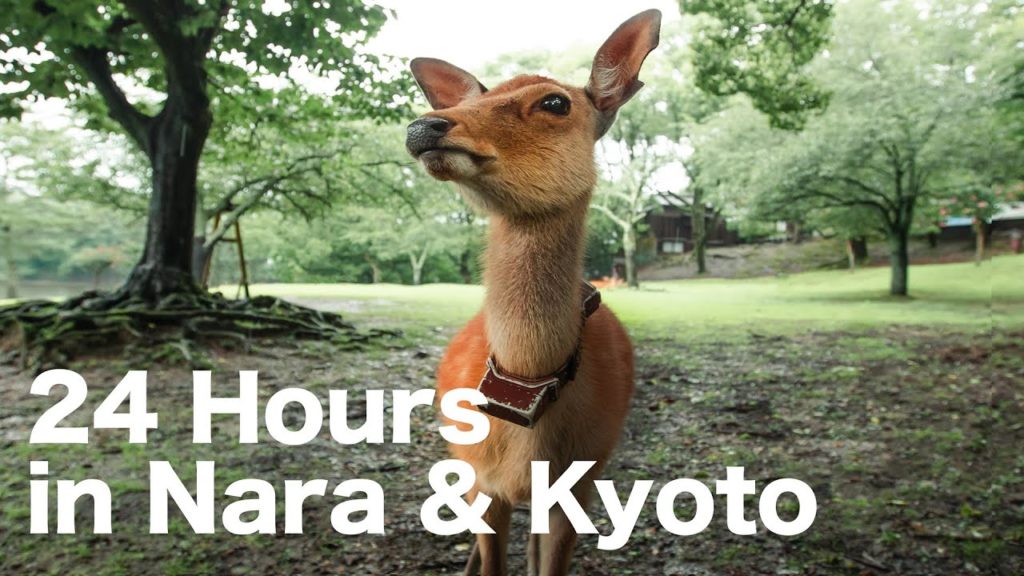 24 Hours to Capture NARA & KYOTO 【Video & Photo Guide】