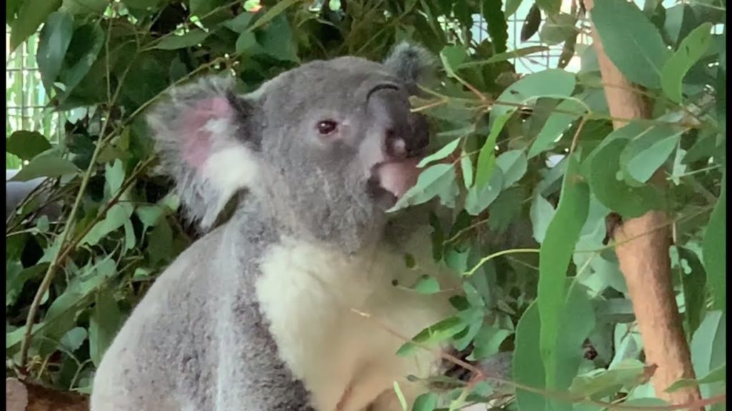 THIS IS AUSTRALIA (KOALA CRUISE in BRISBANE, SYDNEY, and CAIRNS RAINFOREST)