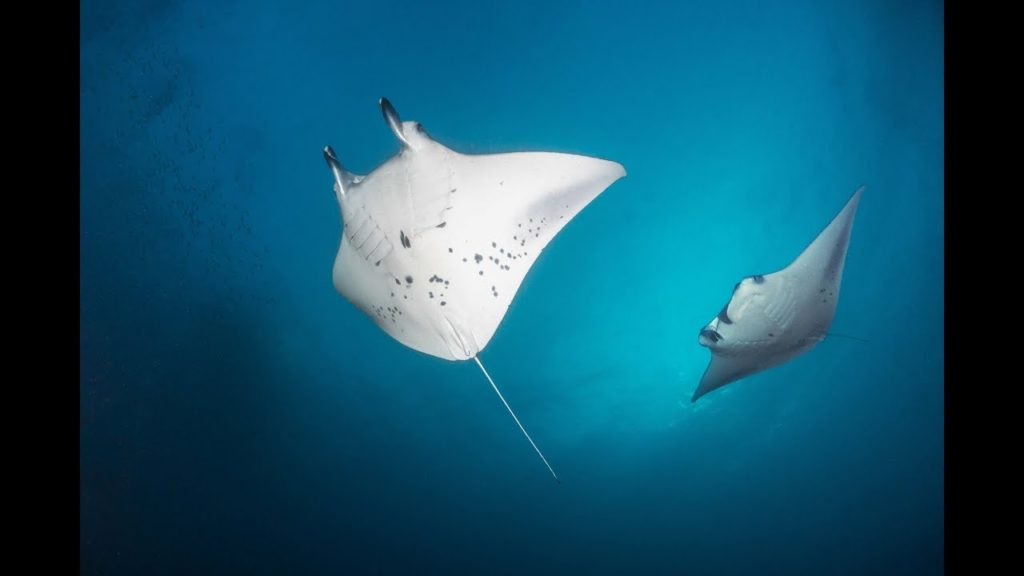 Scuba Diving in the Maldives - Carpe Novo / Dive Respect Protect