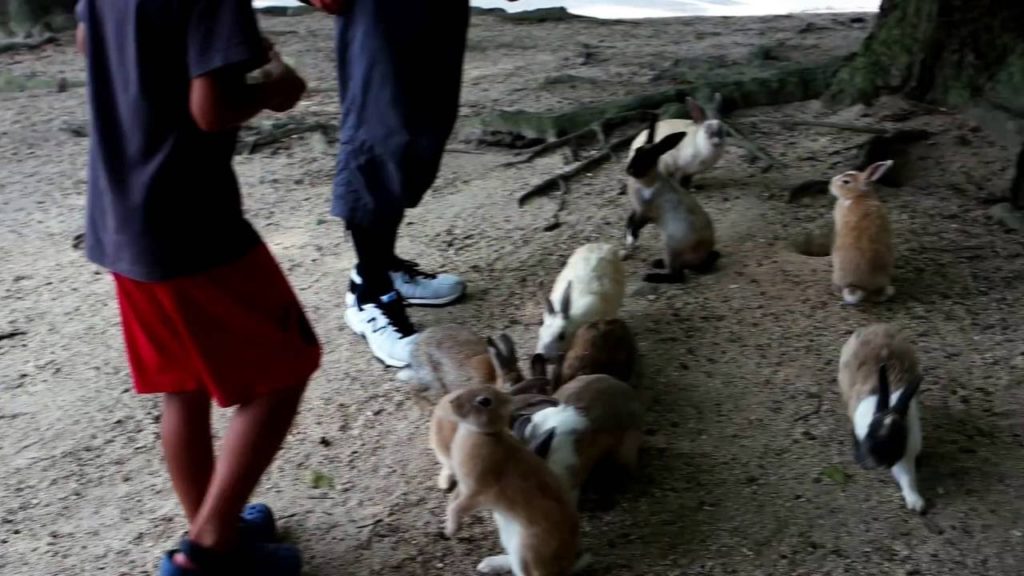 Japan 5: Part 7 Oukunoshima and Hiroshima