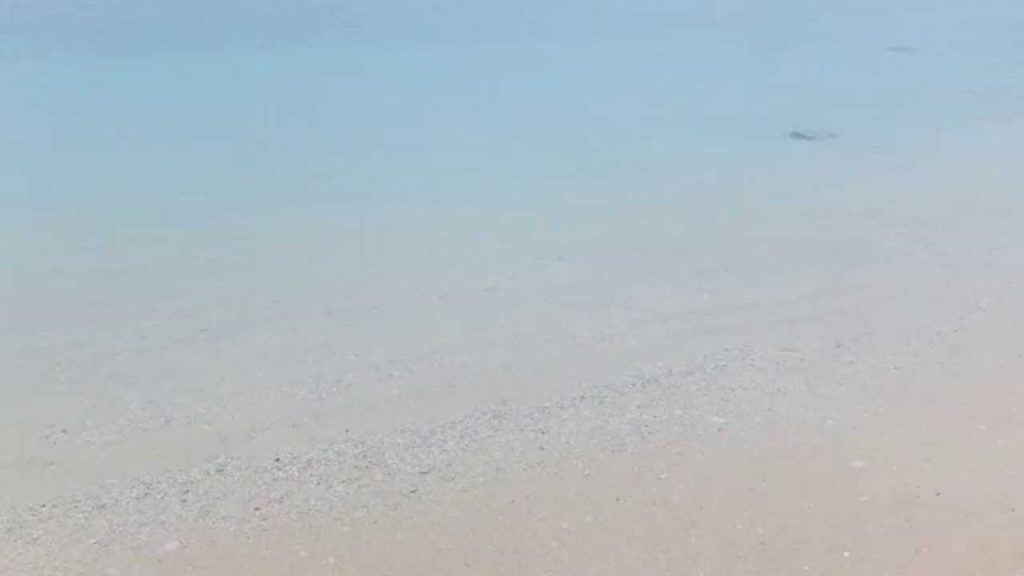 21st Century Forest Beach, Nago / 21世紀の森ビーチ (名護)