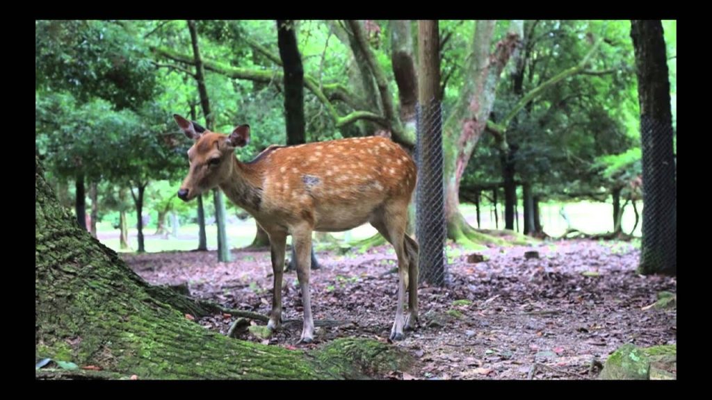 Osaka 2014 -  A Visit to Nara