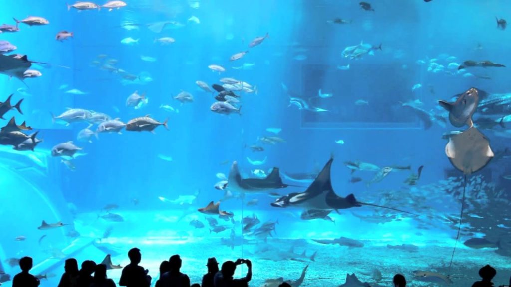 on/off UNDERWATER okinawa