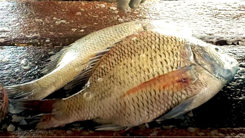 Fresh Sea Fish Cutting | Made In Sri Lanka
