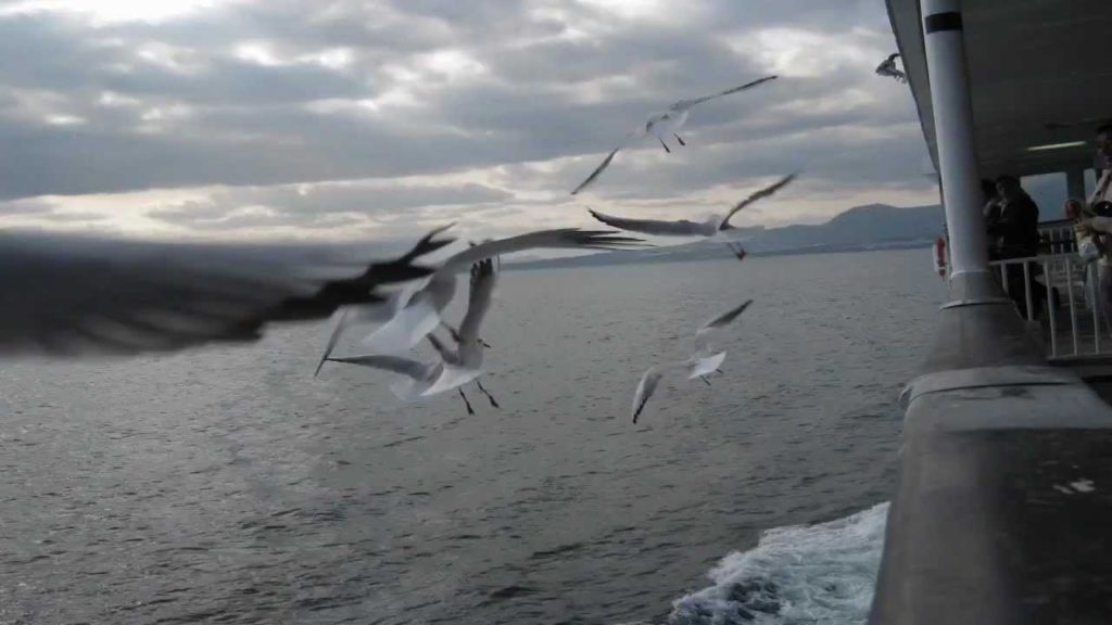 Escorted by Seagull @Kumamoto-Shimabara Ferry TimeLapse