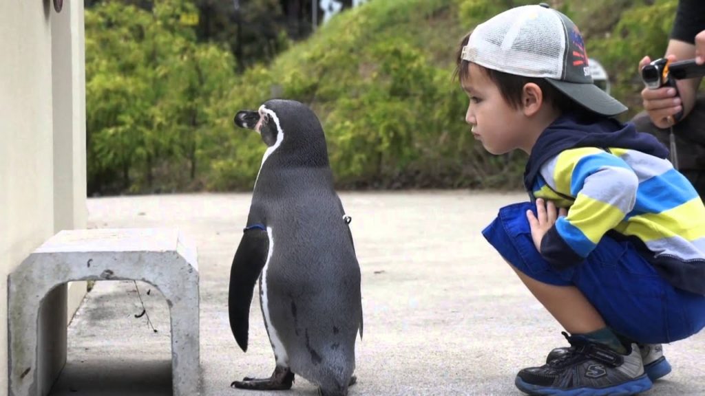 A Mastis Vacation - Adventures in Japan 2015