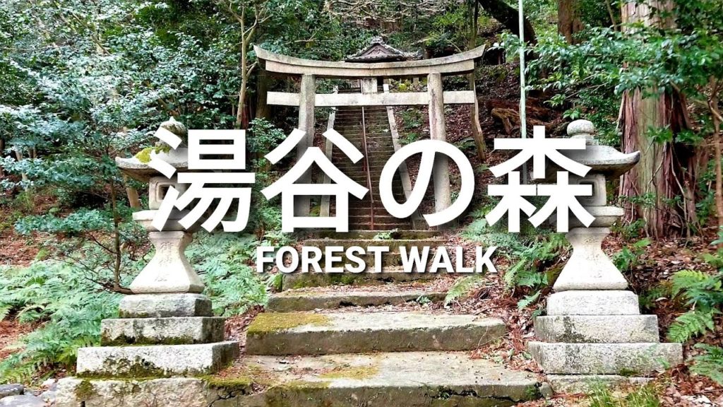 Japanese forest walk | Japan outdoor | Maibara