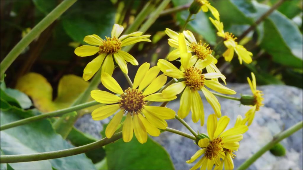 Japon - Okayama - Koraku-en et Château